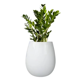 donice biała do zamiokulkasa